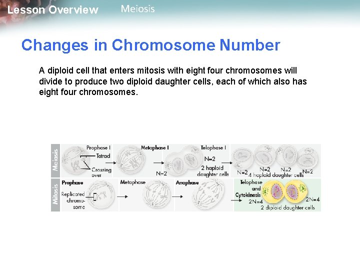 Lesson Overview Meiosis Changes in Chromosome Number A diploid cell that enters mitosis with