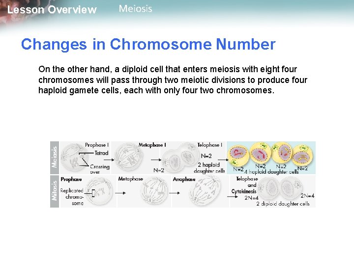 Lesson Overview Meiosis Changes in Chromosome Number On the other hand, a diploid cell