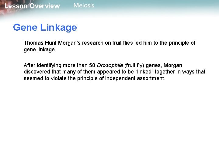 Lesson Overview Meiosis Gene Linkage Thomas Hunt Morgan’s research on fruit flies led him