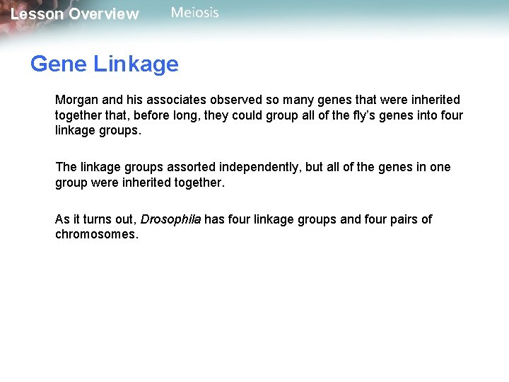 Lesson Overview Meiosis Gene Linkage Morgan and his associates observed so many genes that
