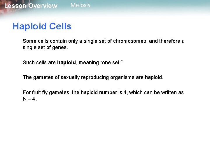 Lesson Overview Meiosis Haploid Cells Some cells contain only a single set of chromosomes,