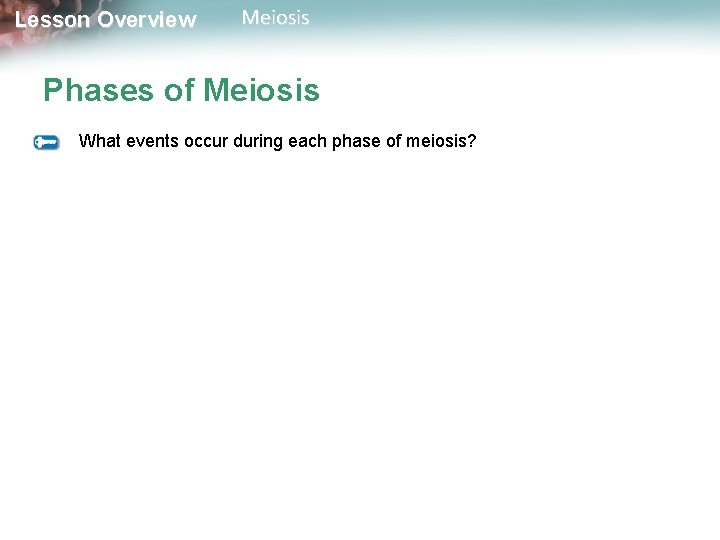 Lesson Overview Meiosis Phases of Meiosis What events occur during each phase of meiosis?