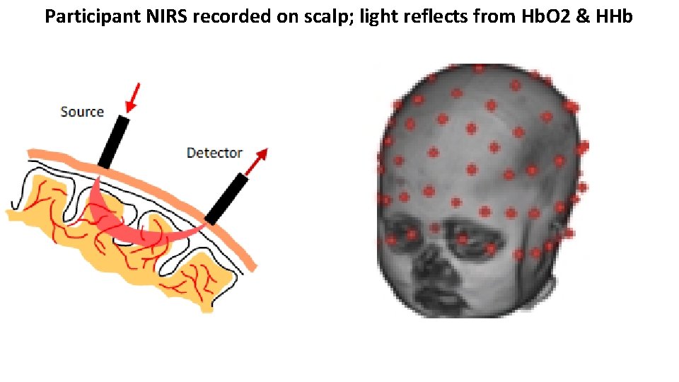 Participant NIRS recorded on scalp; light reflects from Hb. O 2 & HHb Participant NIRS recorded on scalp; light reflects from Hb. O 2 & HHb