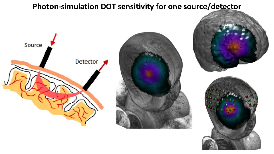 Photon-simulation DOT sensitivity for one source/detector Photon-simulation DOT sensitivity for one source/detector