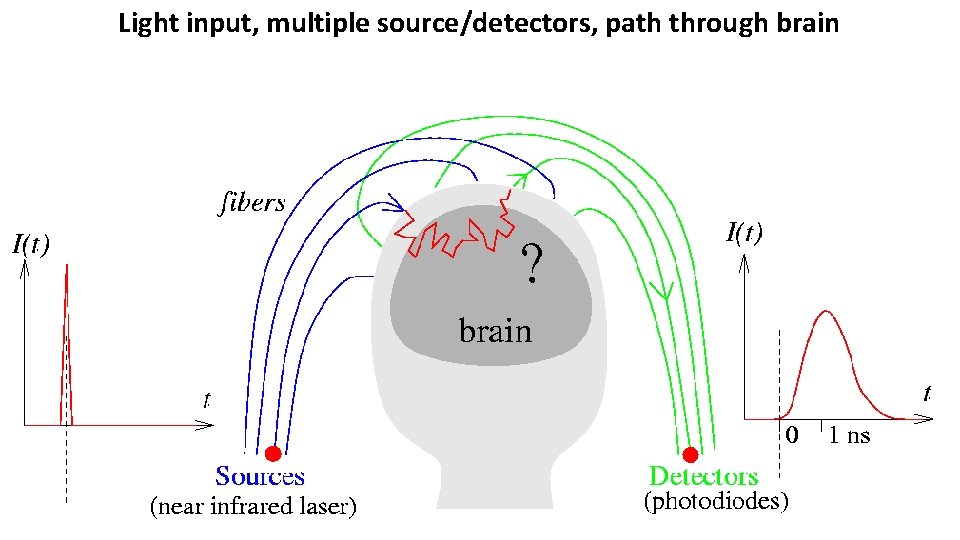 Light input, multiple source/detectors, path through brain Light input, multiple source/detectors, path through brain