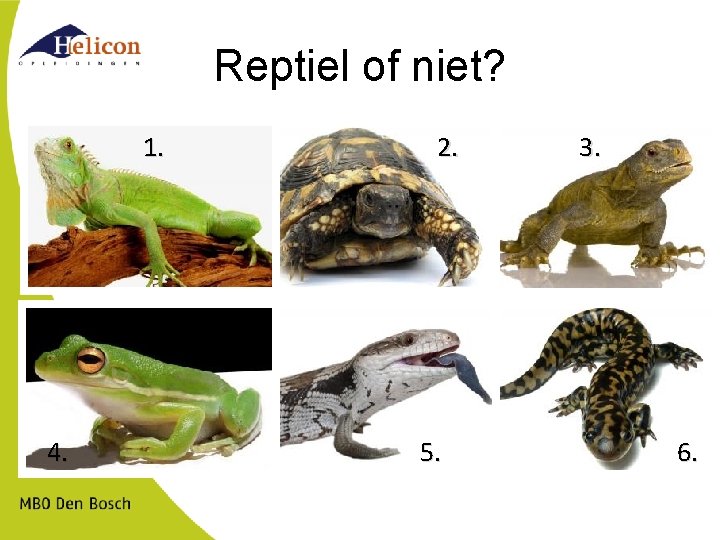 Reptiel of niet? 1. 4. 2. 5. 3. 6. 