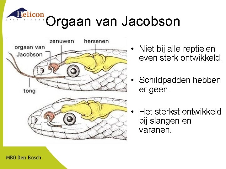 Orgaan van Jacobson • Niet bij alle reptielen even sterk ontwikkeld. • Schildpadden hebben