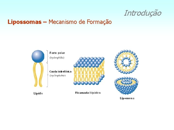 Introdução Lipossomas – Mecanismo de Formação 