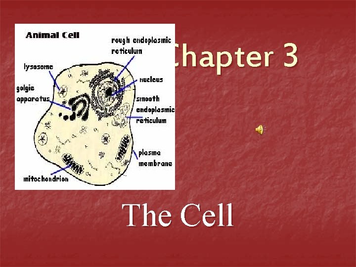 Chapter 3 The Cell 