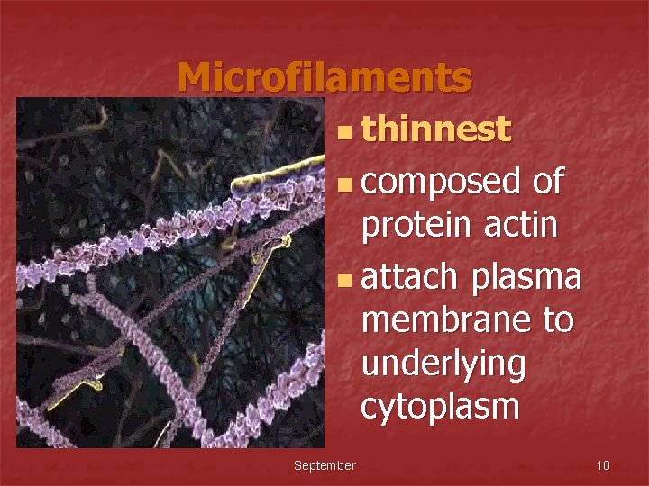 Microfilaments n thinnest n composed of protein actin n attach plasma membrane to underlying