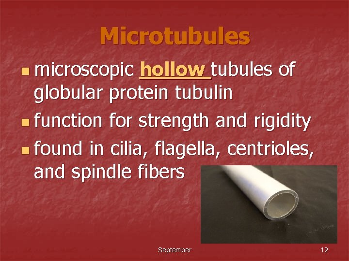 Microtubules n microscopic hollow tubules of globular protein tubulin n function for strength and