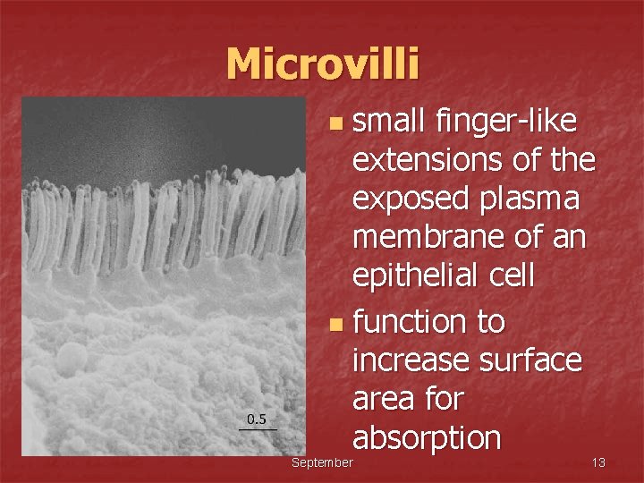 Microvilli small finger-like extensions of the exposed plasma membrane of an epithelial cell n