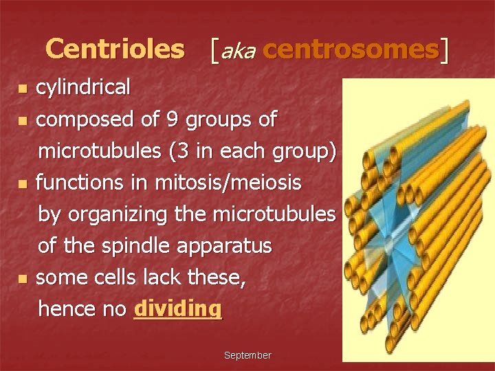 Centrioles [aka centrosomes] n n cylindrical composed of 9 groups of microtubules (3 in