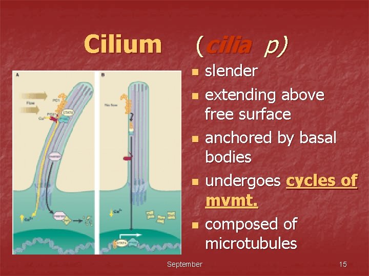 Cilium (cilia p) n n n September slender extending above free surface anchored by