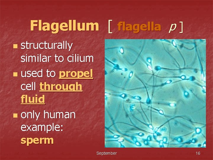 Flagellum [ flagella p ] structurally similar to cilium n used to propel cell