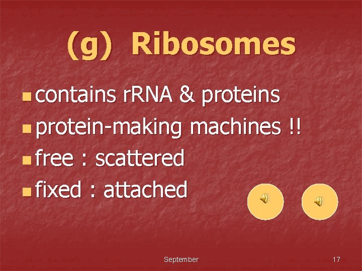 (g) Ribosomes n contains r. RNA & proteins n protein-making machines !! n free