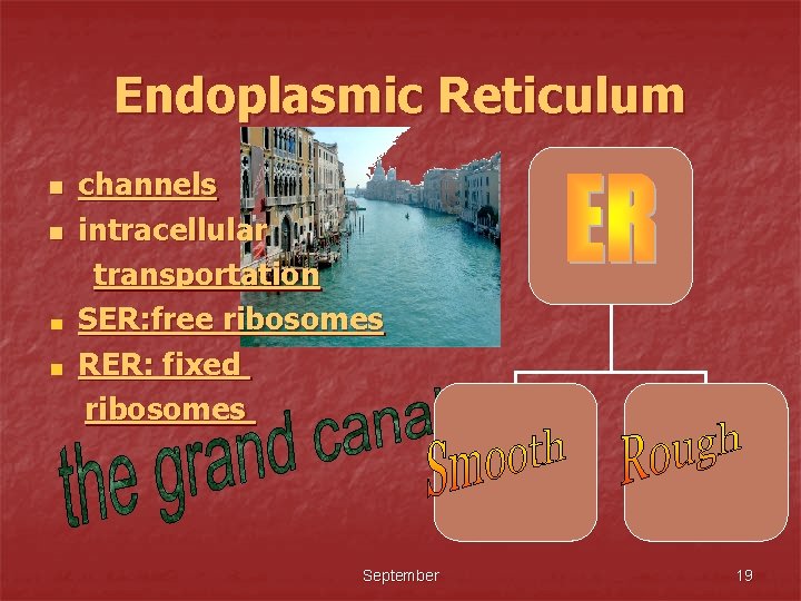Endoplasmic Reticulum n n channels intracellular transportation SER: free ribosomes RER: fixed ribosomes September