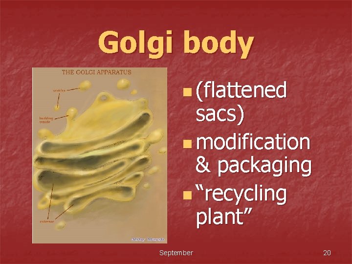 Golgi body n (flattened sacs) n modification & packaging n “recycling plant” September 20