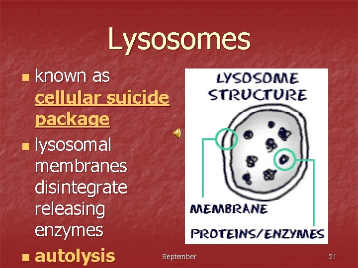 Lysosomes known as cellular suicide package n lysosomal membranes disintegrate releasing enzymes n autolysis