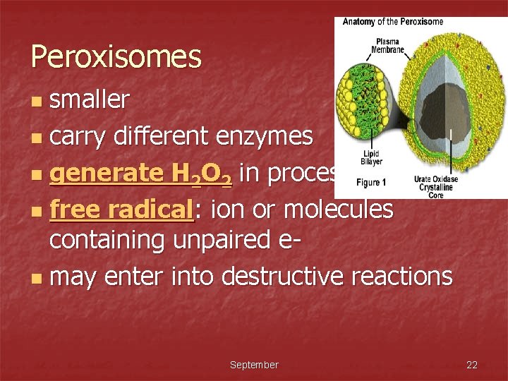 Peroxisomes smaller n carry different enzymes n generate H 2 O 2 in process