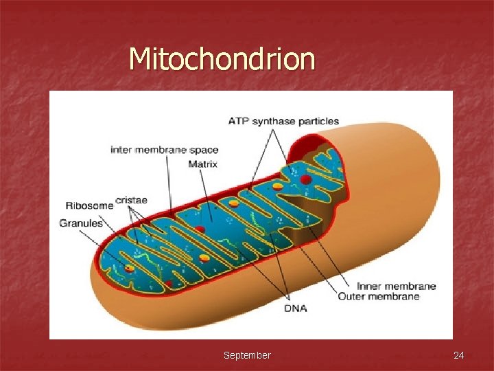 Mitochondrion September 24 