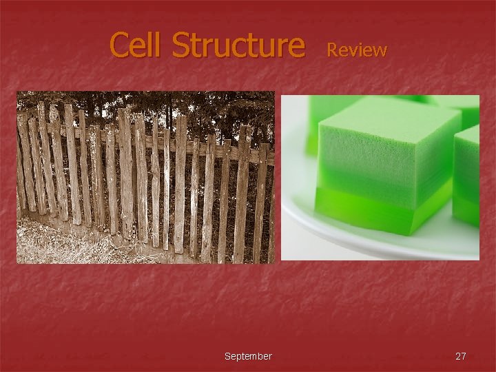 Cell Structure September Review 27 