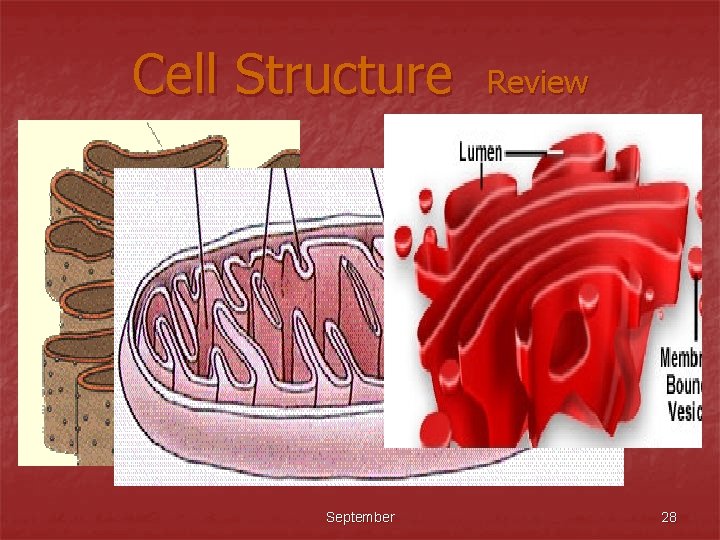 Cell Structure September Review 28 