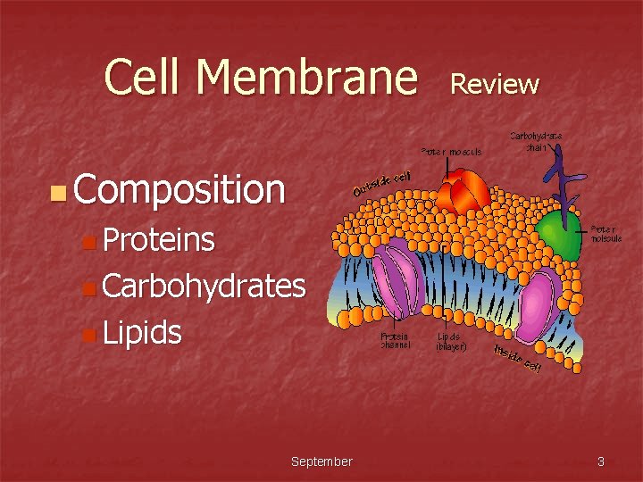Cell Membrane Review n Composition n Proteins n Carbohydrates n Lipids September 3 