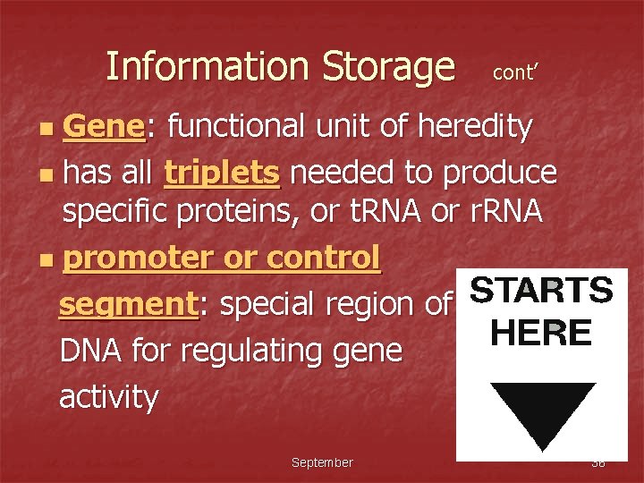 Information Storage cont’ Gene: functional unit of heredity n has all triplets needed to