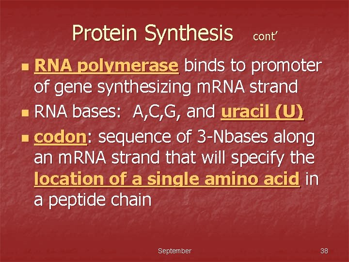 Protein Synthesis cont’ RNA polymerase binds to promoter of gene synthesizing m. RNA strand