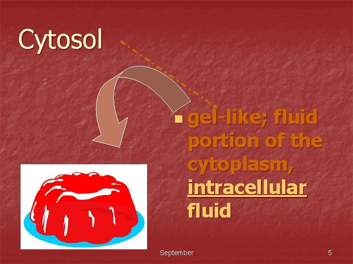 Cytosol n gel-like; fluid portion of the cytoplasm, intracellular fluid September 5 