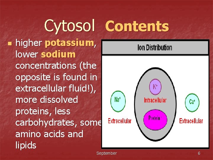 Cytosol Contents n higher potassium, lower sodium concentrations (the opposite is found in extracellular