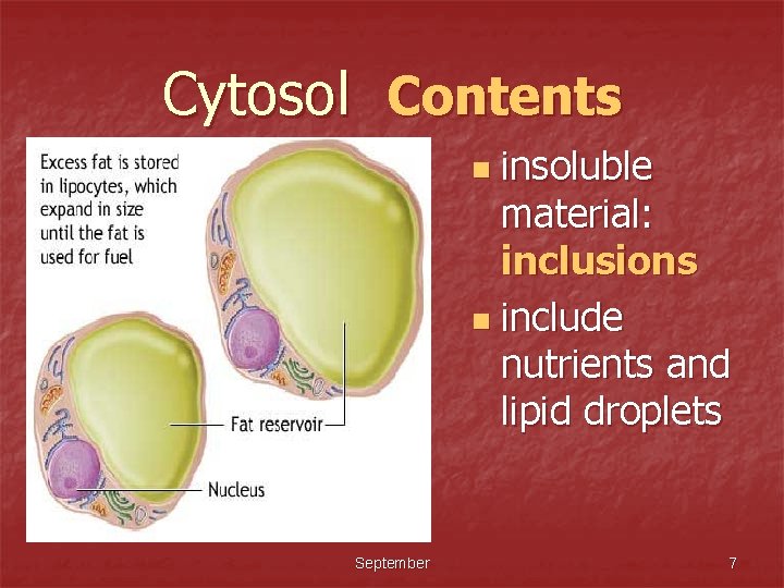 Cytosol Contents insoluble material: inclusions n include nutrients and lipid droplets n September 7