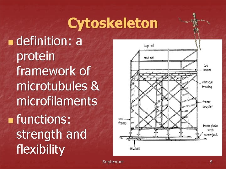 Cytoskeleton n definition: a protein framework of microtubules & microfilaments n functions: strength and