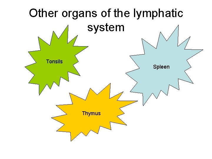 Other organs of the lymphatic system Tonsils Spleen Thymus 