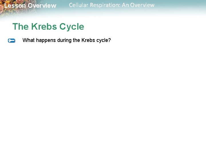 Lesson Overview Cellular Respiration: An Overview The Krebs Cycle What happens during the Krebs Lesson Overview Cellular Respiration: An Overview The Krebs Cycle What happens during the Krebs