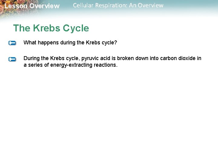 Lesson Overview Cellular Respiration: An Overview The Krebs Cycle What happens during the Krebs Lesson Overview Cellular Respiration: An Overview The Krebs Cycle What happens during the Krebs