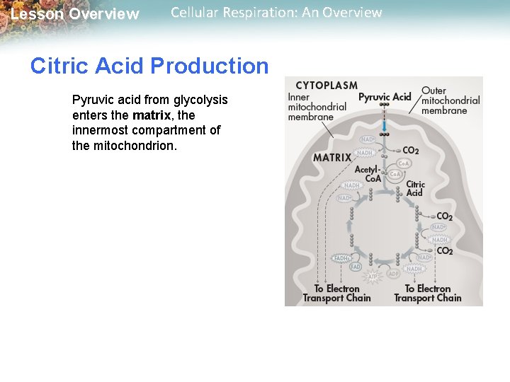 Lesson Overview Cellular Respiration: An Overview Citric Acid Production Pyruvic acid from glycolysis enters Lesson Overview Cellular Respiration: An Overview Citric Acid Production Pyruvic acid from glycolysis enters