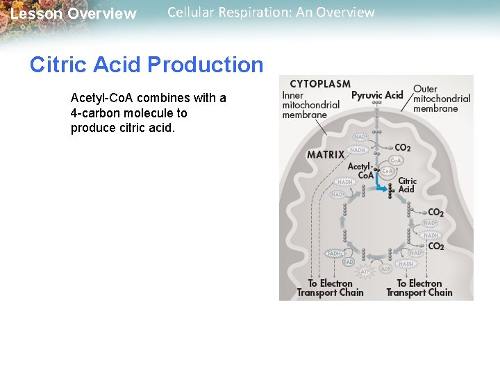 Lesson Overview Cellular Respiration: An Overview Citric Acid Production Acetyl-Co. A combines with a Lesson Overview Cellular Respiration: An Overview Citric Acid Production Acetyl-Co. A combines with a