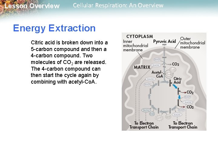 Lesson Overview Cellular Respiration: An Overview Energy Extraction Citric acid is broken down into Lesson Overview Cellular Respiration: An Overview Energy Extraction Citric acid is broken down into