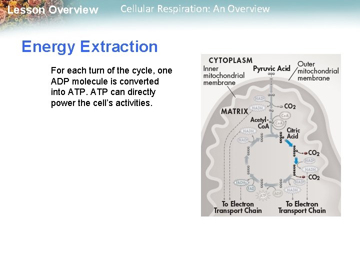 Lesson Overview Cellular Respiration: An Overview Energy Extraction For each turn of the cycle, Lesson Overview Cellular Respiration: An Overview Energy Extraction For each turn of the cycle,