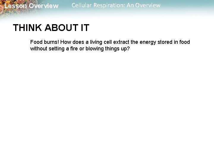 Lesson Overview Cellular Respiration: An Overview THINK ABOUT IT Food burns! How does a Lesson Overview Cellular Respiration: An Overview THINK ABOUT IT Food burns! How does a