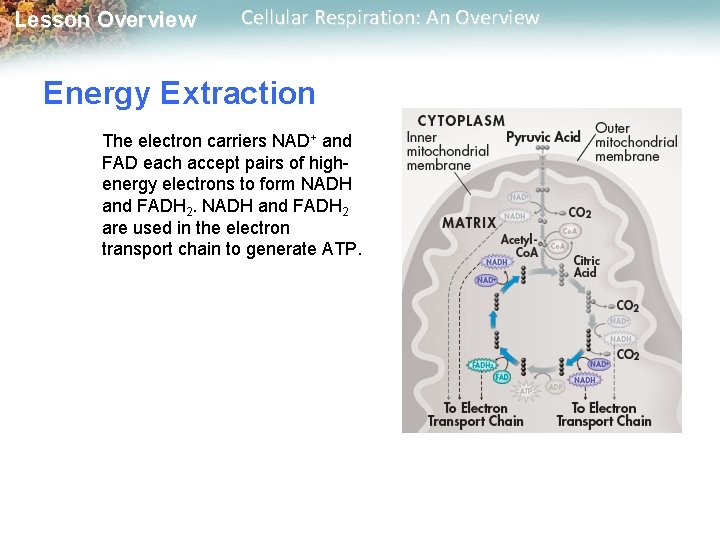 Lesson Overview Cellular Respiration: An Overview Energy Extraction The electron carriers NAD+ and FAD Lesson Overview Cellular Respiration: An Overview Energy Extraction The electron carriers NAD+ and FAD
