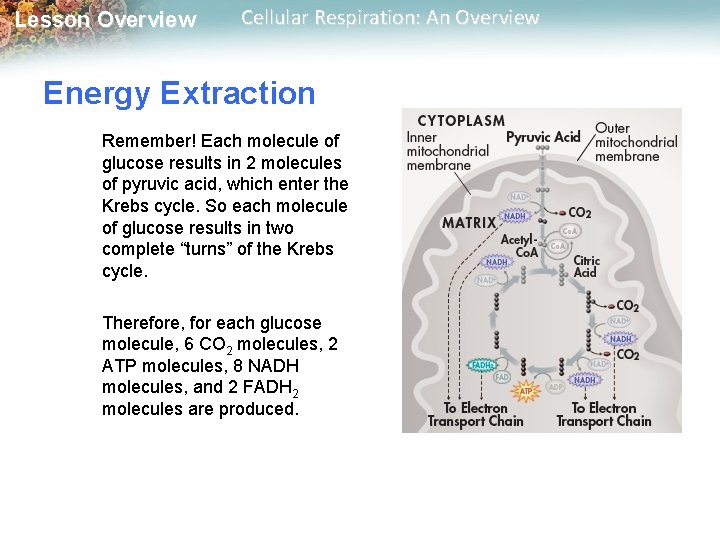 Lesson Overview Cellular Respiration: An Overview Energy Extraction Remember! Each molecule of glucose results Lesson Overview Cellular Respiration: An Overview Energy Extraction Remember! Each molecule of glucose results