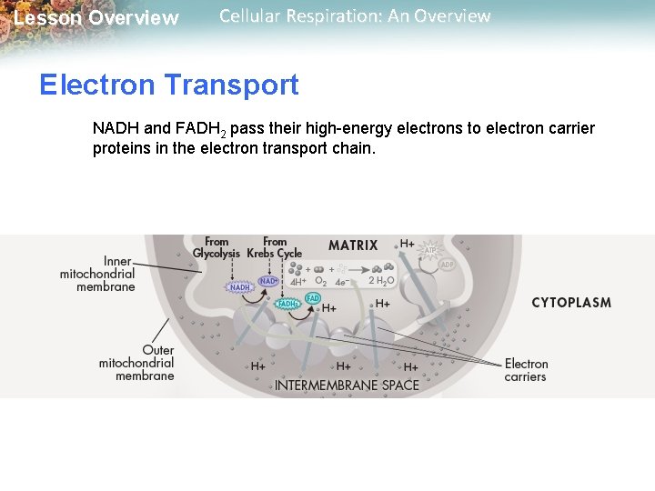 Lesson Overview Cellular Respiration: An Overview Electron Transport NADH and FADH 2 pass their Lesson Overview Cellular Respiration: An Overview Electron Transport NADH and FADH 2 pass their