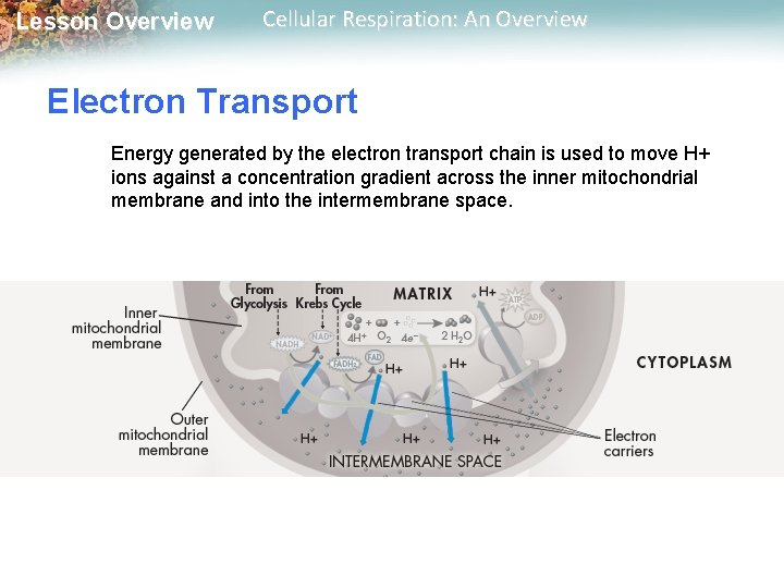 Lesson Overview Cellular Respiration: An Overview Electron Transport Energy generated by the electron transport Lesson Overview Cellular Respiration: An Overview Electron Transport Energy generated by the electron transport