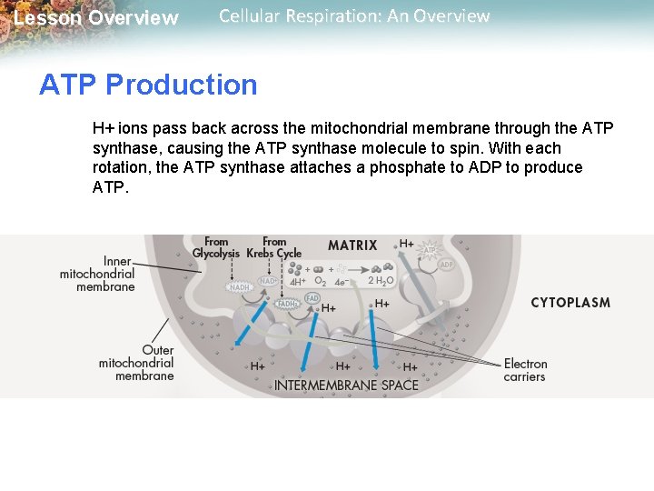 Lesson Overview Cellular Respiration: An Overview ATP Production H+ ions pass back across the Lesson Overview Cellular Respiration: An Overview ATP Production H+ ions pass back across the