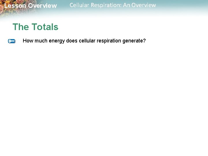 Lesson Overview Cellular Respiration: An Overview The Totals How much energy does cellular respiration Lesson Overview Cellular Respiration: An Overview The Totals How much energy does cellular respiration