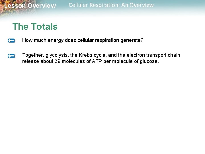 Lesson Overview Cellular Respiration: An Overview The Totals How much energy does cellular respiration Lesson Overview Cellular Respiration: An Overview The Totals How much energy does cellular respiration