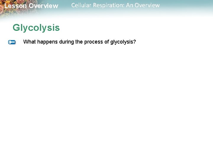 Lesson Overview Cellular Respiration: An Overview Glycolysis What happens during the process of glycolysis? Lesson Overview Cellular Respiration: An Overview Glycolysis What happens during the process of glycolysis?